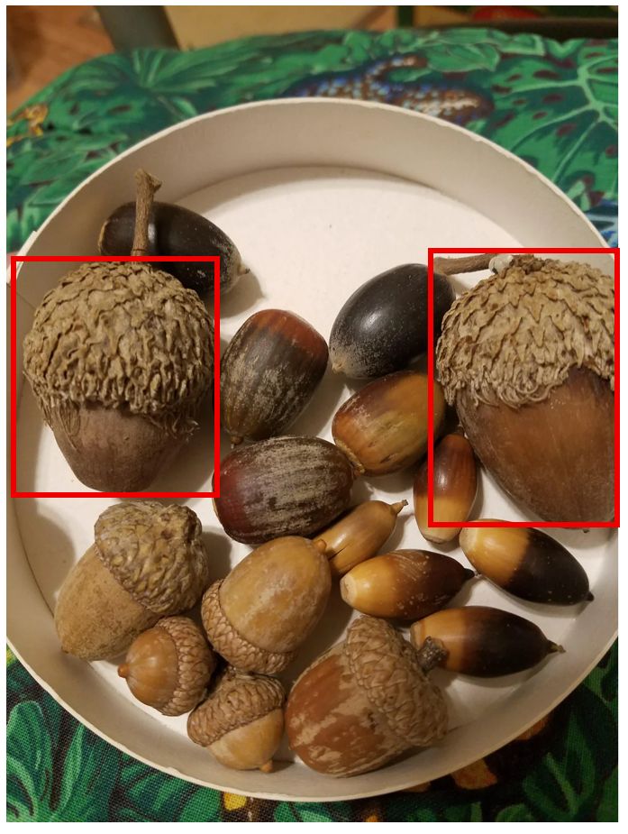 Large Bur Oak Acorns